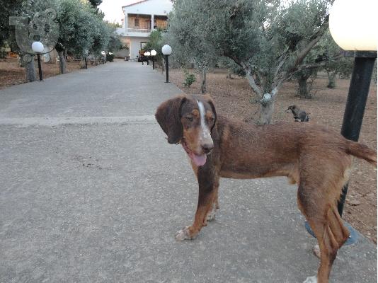 Zaxos,ημίαιμο Επανιέλ,Αρ.Πρωτ:4247/02