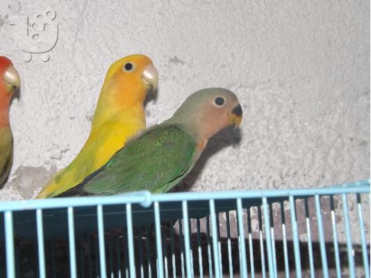 love birds