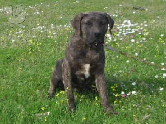 PoulaTo: dogo canario θηλυκο 5,5 μηνων πωλειται