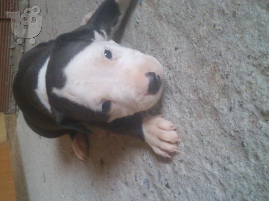 Πωλουνται 2 αρσενικα καθαροαιμα Pitbull