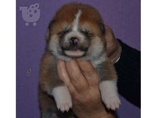 Akita inu κουτάβια από την κορυφή αναπαραγωγής.