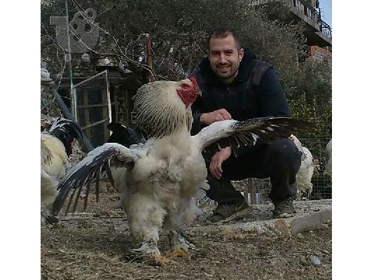 PoulaTo: Αυγά προς εκκολαψη brahma king indian