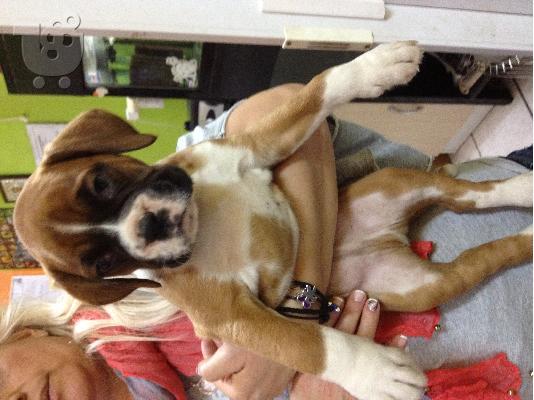 boxer
