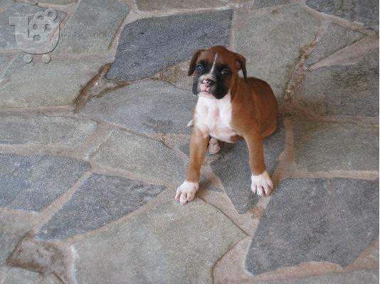PoulaTo: καθαρόαιμα Boxer