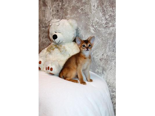 PoulaTo: Abyssinian Kittens For Sale