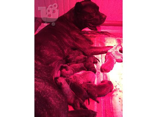 CANE CORSO - ΚΑΝΕ ΚΟΡΣΟ