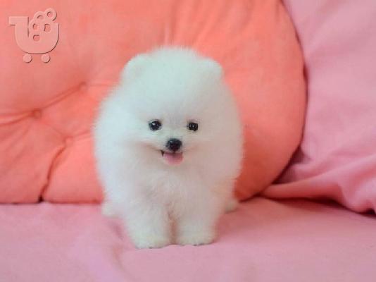 Ένα υπέροχο Pomeranian ψάχνει για ένα νέο σπίτι Έχουμε ένα ωραίο...