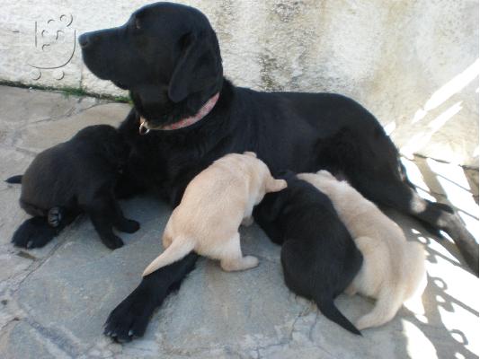 PoulaTo: labrador κουταβι