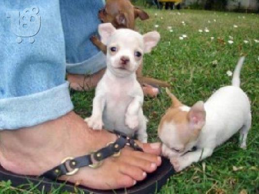PoulaTo: Χαριτωμένο chihuahua για 180 €