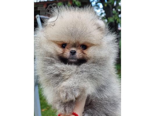 Pomeranian Boo θηλυκό