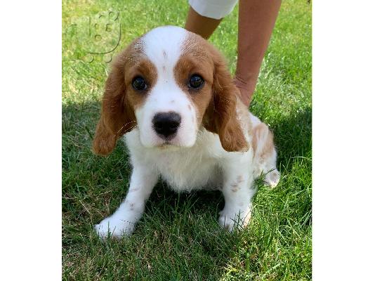 PoulaTo: Χαριτωμένα και λατρευτά κουτάβια Cavalier King Charles Spaniel προς πώ