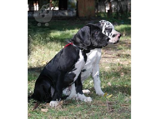 PoulaTo: Υγιή Great Dane κουτάβια φορ Χριστούγεννα