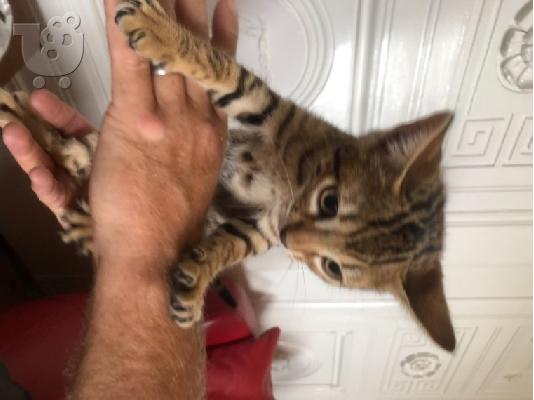PoulaTo: υπέροχα γατάκια BENGAl