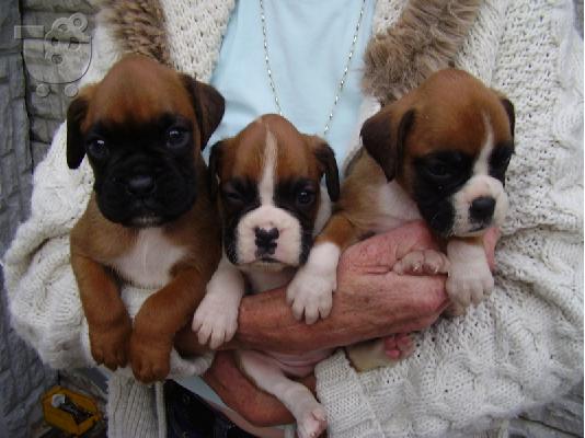 boxer