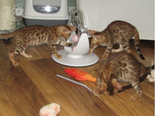 υπέροχα γατάκια BENGAl
