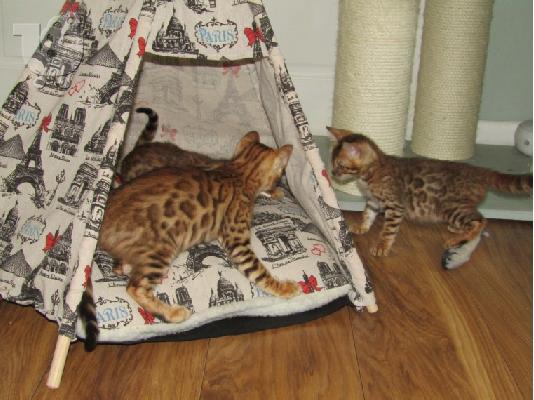 Γατάκι Savana Bengal