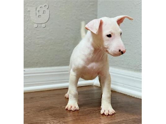 PoulaTo: Καταπληκτικά κουτάβια Bulterrier