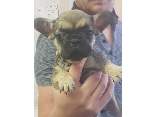PoulaTo: Ποιότητας Γαλλικά κουτάβια Bulldog