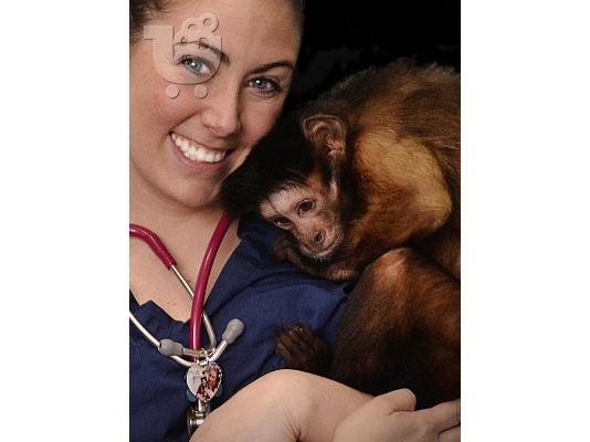 PoulaTo: Ómorfoi kai ypérochoi píthikoi Capuchin gia yiothesía
