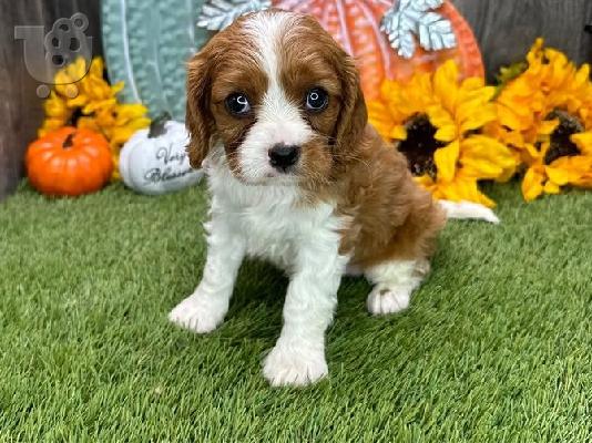 PoulaTo: Κουτάβια Cavalier King Charles Spaniel