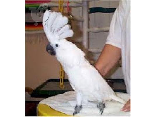 PoulaTo: μιλάμε cockatoo παπαγάλος για € 200