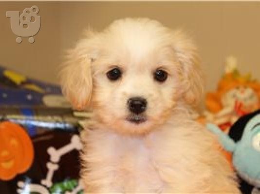 Cockapoo