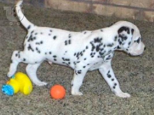 Dalmatian
