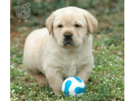 Labrador