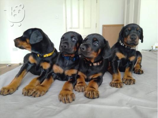 PoulaTo: Κουτάβια Doberman Pinscher