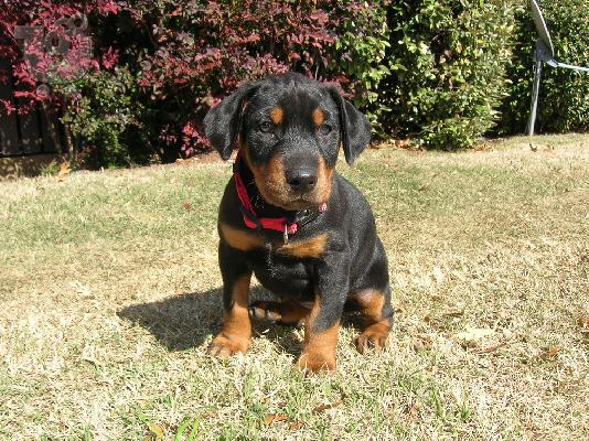Dobermann