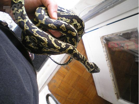 Πωλειται φιδι πυθωνας Morelia Spilota (carpet python)