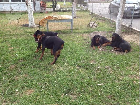 Πωλουνται 5 καθαροαιμα νεογεννητα rottweiler