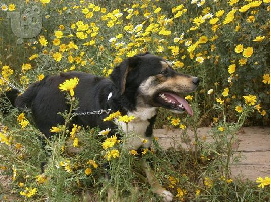 Μεσαιου μεγεθους σκυλακι χαριζεται