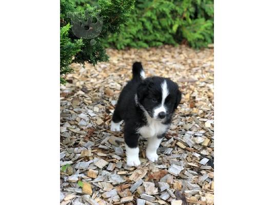 PoulaTo: Πωλούνται αξιολάτρευτα κουτάβια Border Collie