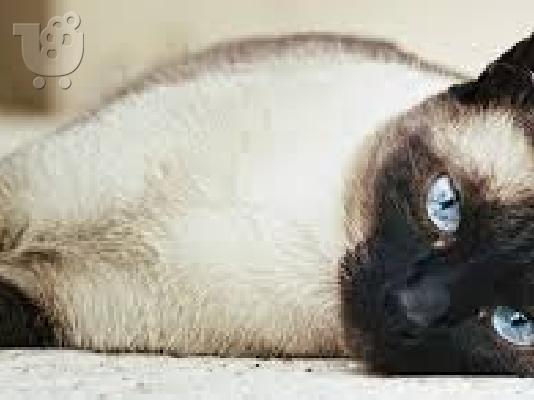 PoulaTo: Ζητειται γατος σιαμ για ζευγαρωμα