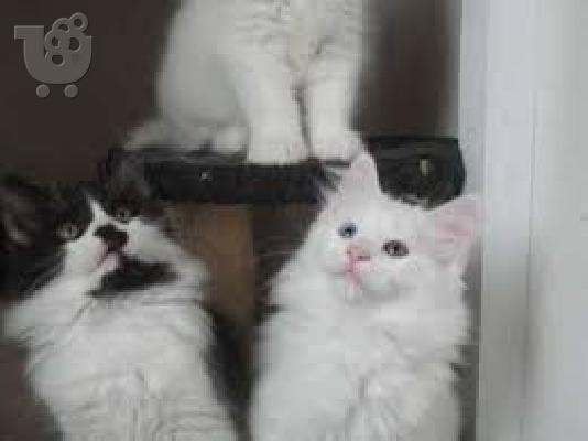 PoulaTo: Maine Coon Cats Διαθέσιμο