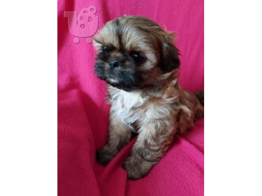 Πανέμορφο Shih Tzu προς πώληση.