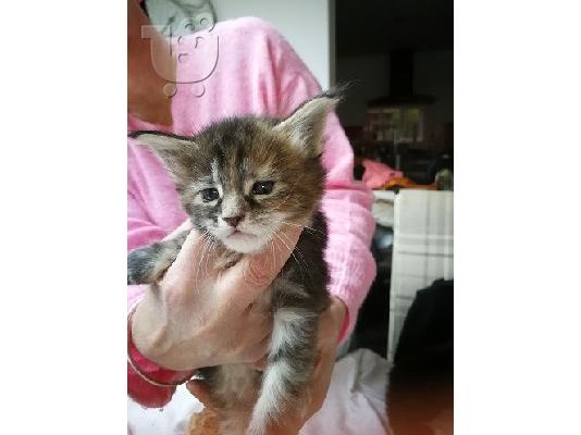 Norwegian Forest X Ragdoll Kittens