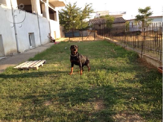 Rottweiler