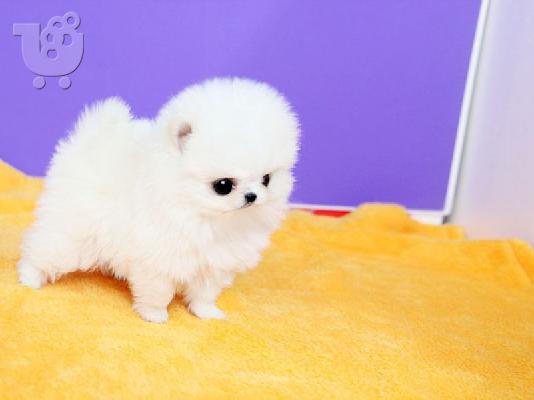 PoulaTo: πομερανός μινι καθαρόαιμα/ Pomeranian Mini