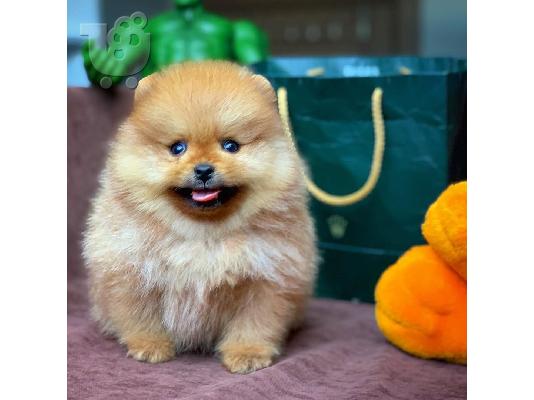 POMERANIAN