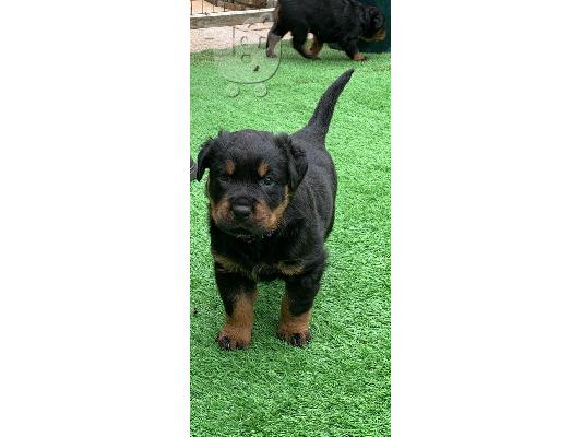 PoulaTo: Κουτάβια Rottweiler, έτοιμα να φύγουν τώρα, μόνο 2 αγόρια