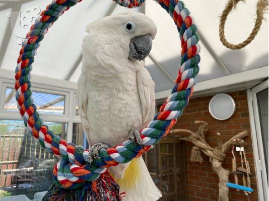 PoulaTo: Umbrella Male cockatoo με την ονομασία Charlie, είναι ένας