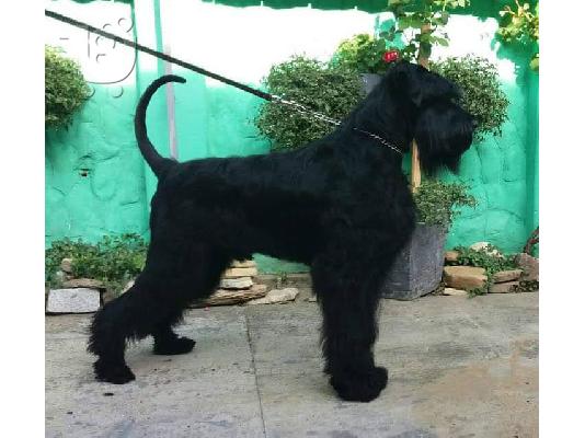 Γίγαντας Schnauzer