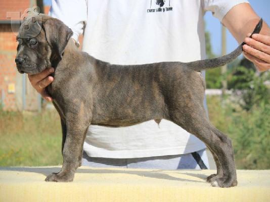 Cane Corso κουτάβια