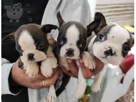 Κουτάβια Boston Terrier
