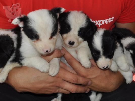 Κουτάβια Border Collie