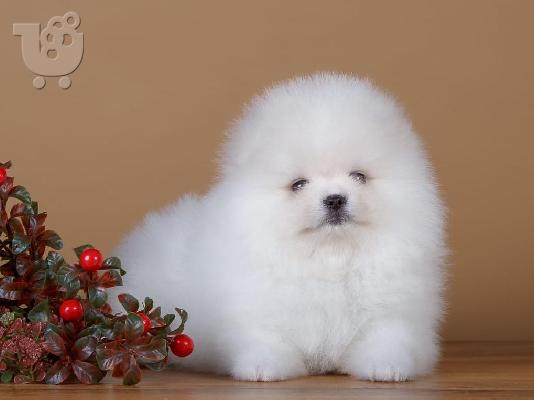 PoulaTo: Δύο φοβερά pomeranian κουτάβια