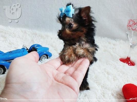 PoulaTo: Yorkshire Terrier Puppies For Adoption