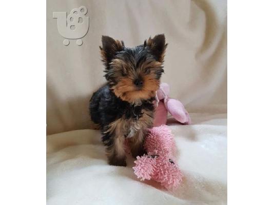 Κουτάβια Yorkie για υιοθεσία